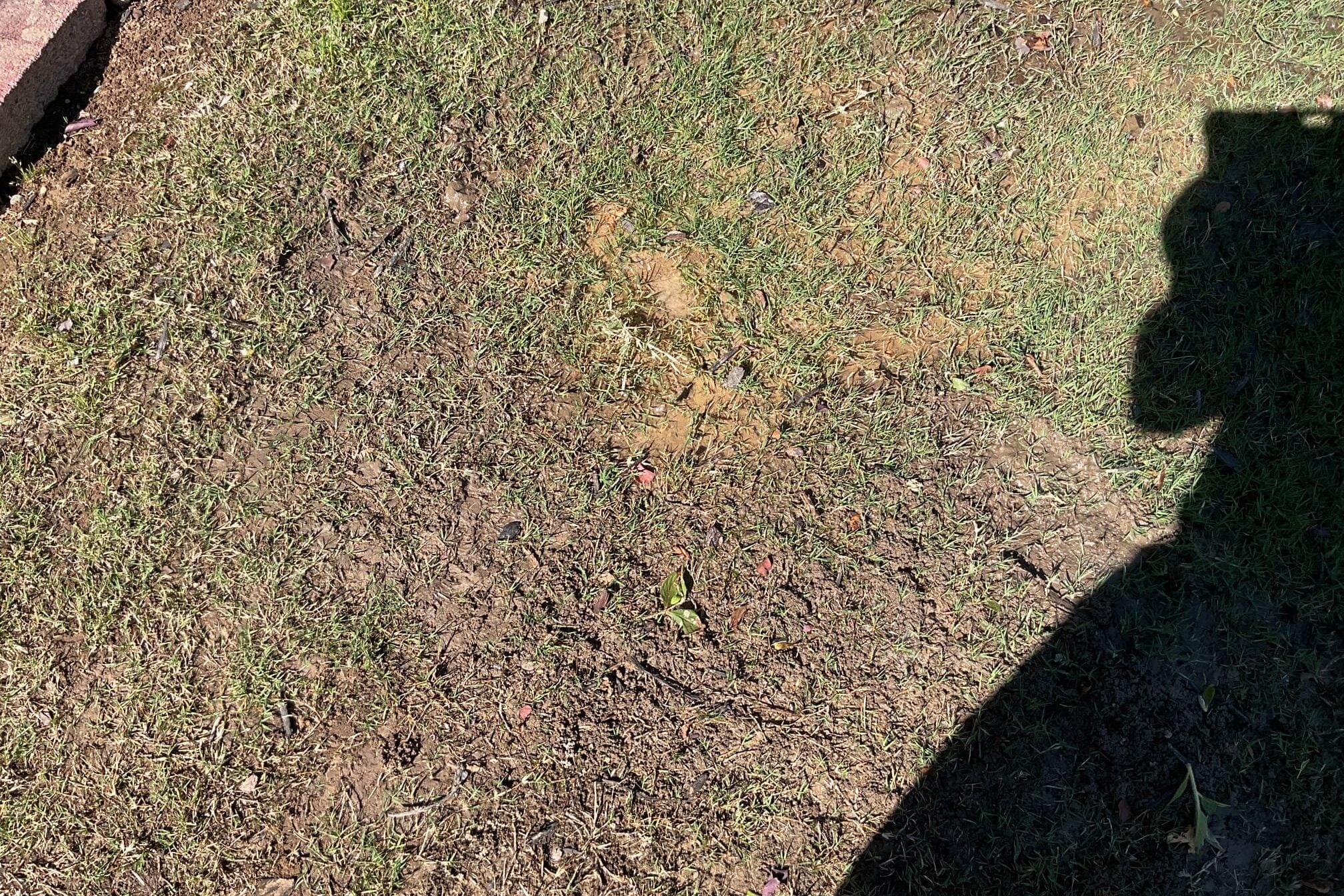 wet spot in yard