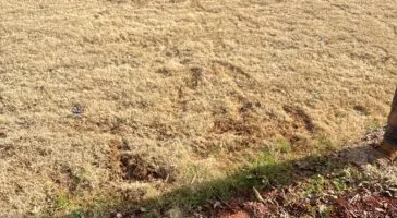 water line repair - before photo of water line leak in yard